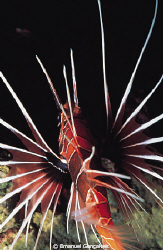 Pterois radiata (Clearfin lionfish), Elphinstone Reef Egy... by Emanuel Gonçalves 